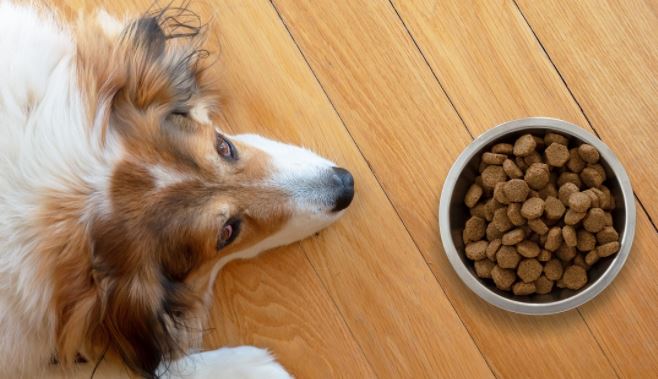 vertalen Partina City Woordenlijst Beste zoutarm hondenvoer kopen : 2021 Reviews voor een zoutarm dieet!
